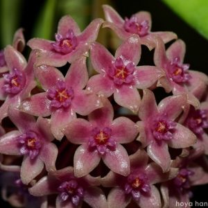 Hoya hanhiae pink ( rooted cutting )
