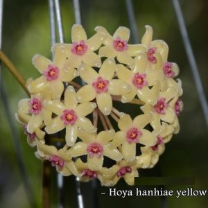 Hoya hanhiae yellow ( rooted cutting )
