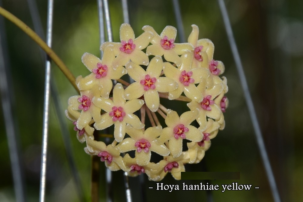 Hoya hanhiae yellow ( rooted cutting )
