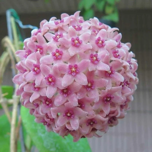 Hoya hanhiae pink (large) - Image 2