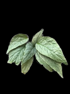 Begonia hatacoa silver Hybrid
