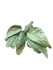 Begonia hatacoa silver Hybrid - Image 2
