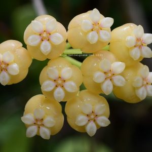 Hoya hellwigiana ( rooted cutting )