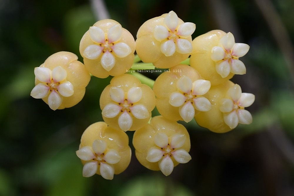 Hoya hellwigiana ( rooted cutting )