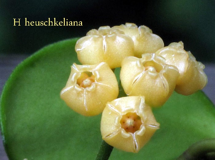 Hoya heuschkeliana yellow ( rooted cutting )