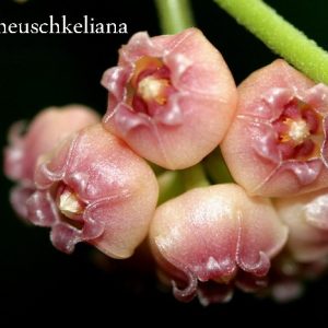 Hoya heuschkeliana pink color (large)