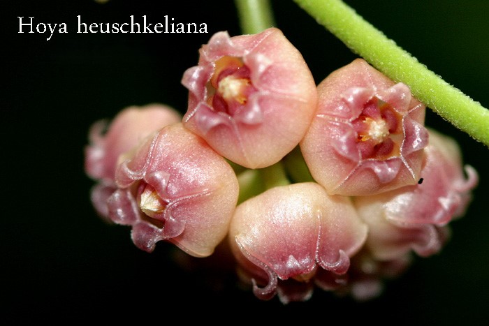 Hoya heuschkeliana pink color (large)