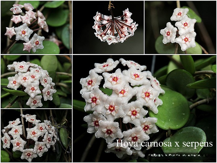 Hoya carnosa x serpens ( rooted cutting )