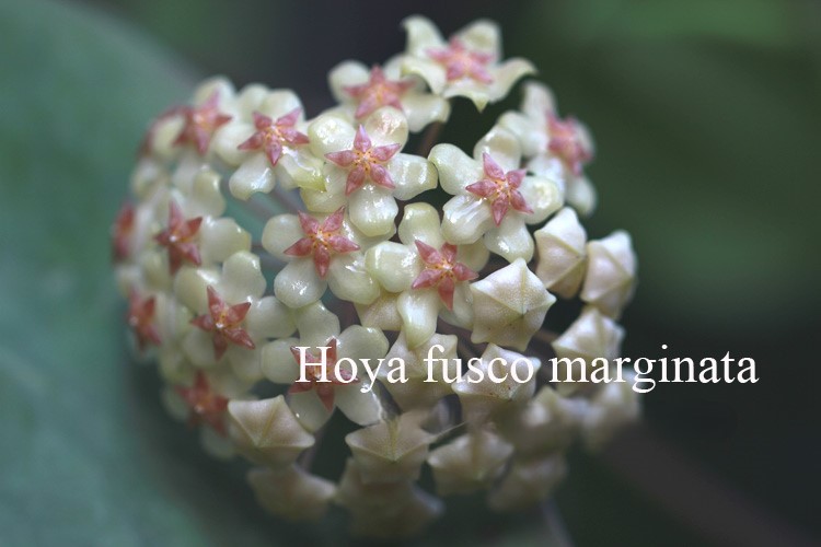 Hoya marginata (IMML-1727)(large) - Image 2