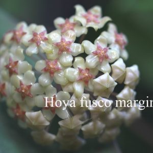 Hoya fusco marginata ( rooted cutting )