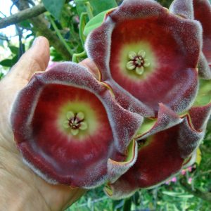 Hoya gigas (rooted cutting)