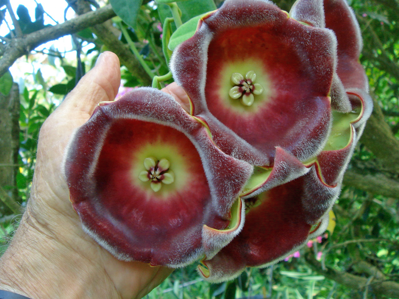 Hoya gigas (rooted cutting)