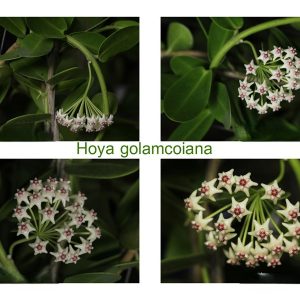 Hoya golamcoiana ( rooted cutting )