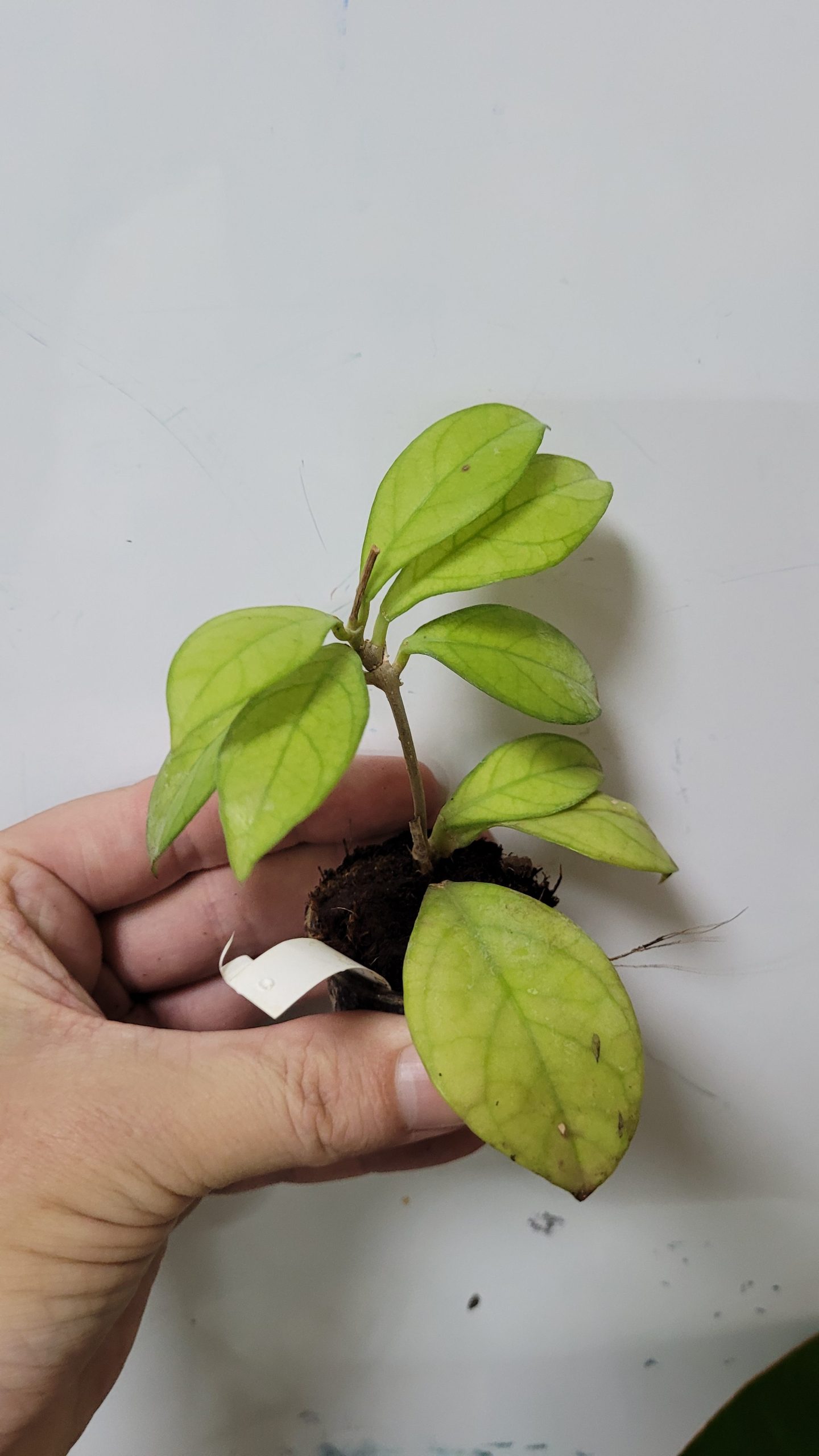 Hoya hainanensis danang vietnam( rooted cutting)