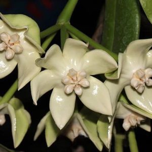Hoya imperialis white ( rooted cutting )