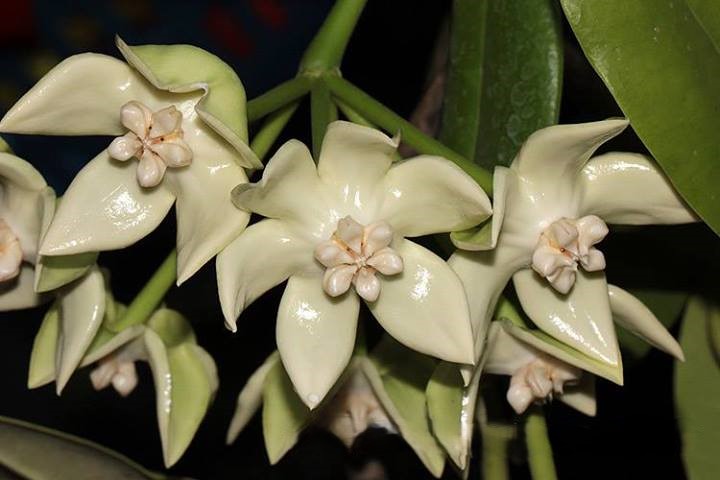 Hoya imperialis white ( rooted cutting )