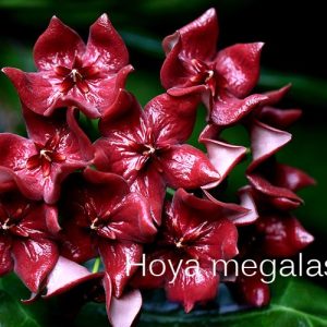 Hoya megalaster ( rooted cutting )
