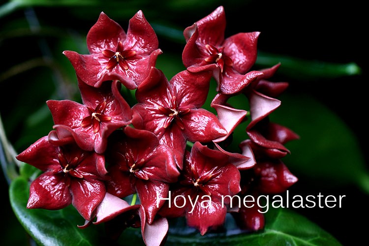 Hoya megalaster ( rooted cutting )