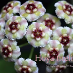 Hoya meliflua ( rooted cutting )