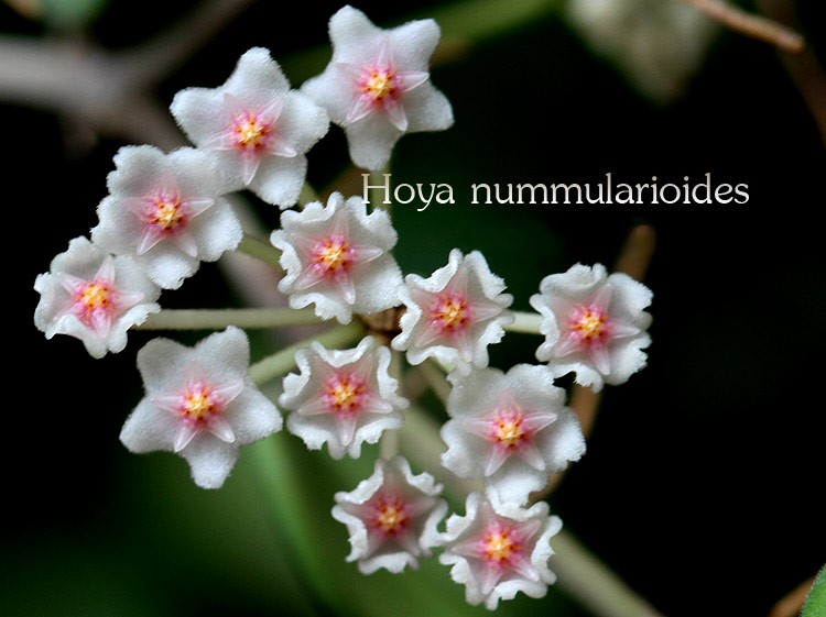 Hoya nummularioides (large) - Image 2