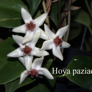 Hoya paziae ( rooted cutting )