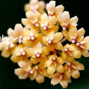 Hoya picta (large)