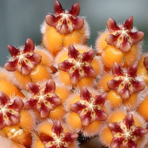 Hoya plicata ssp. Rundumensis  ( rooted cutting )