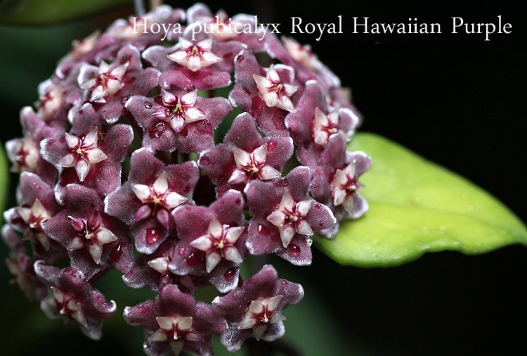 Hoya pubicalyx royal hawaiian purple splash ( rooted cutting ) - Image 2