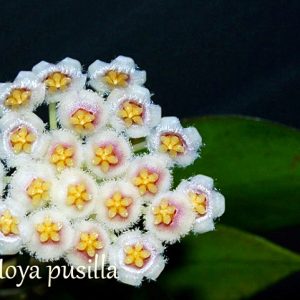 Hoya pusila ( rooted cutting )