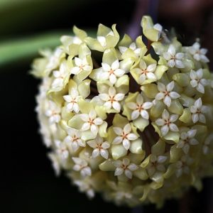 Hoya vitellinoides ( rooted cutting )