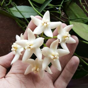 Hoya griffithii (large)