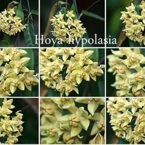 Hoya hypolasia ( LM selection)
