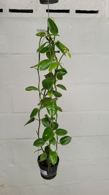 Hoya guppyi (large)