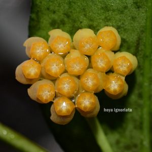 Hoya ignorata ( rooted cutting )