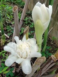 Etlingera White