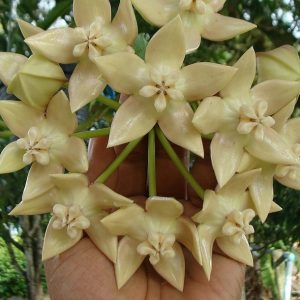 Hoya imperialis Palawan ( rooted cutting )