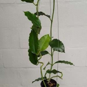 Hoya imperialis palawan (large)