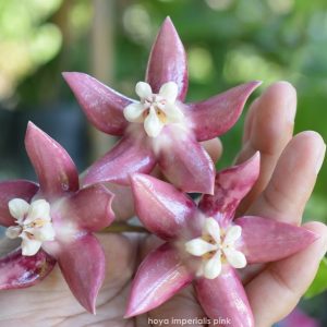 Hoya imperialis pink ( rooted cutting )