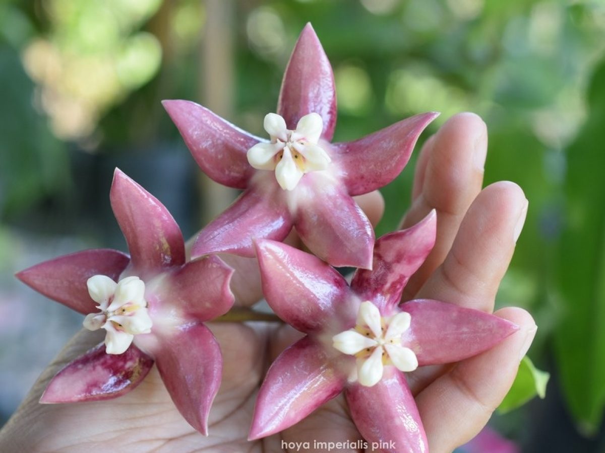Hoya imperialis pink (large)