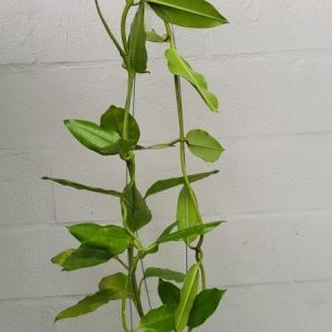 Hoya imperialis white (large)