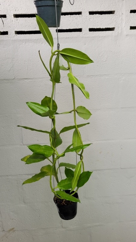 Hoya imperialis white (large)