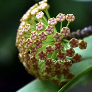 Hoya incrassata ( rooted cutting )