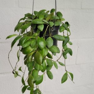 Hoya incurvula selawesi  (large)