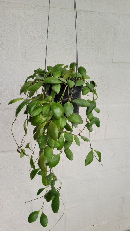 Hoya incurvula selawesi  (large)