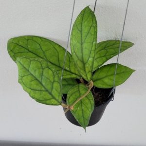 Hoya irina (large)
