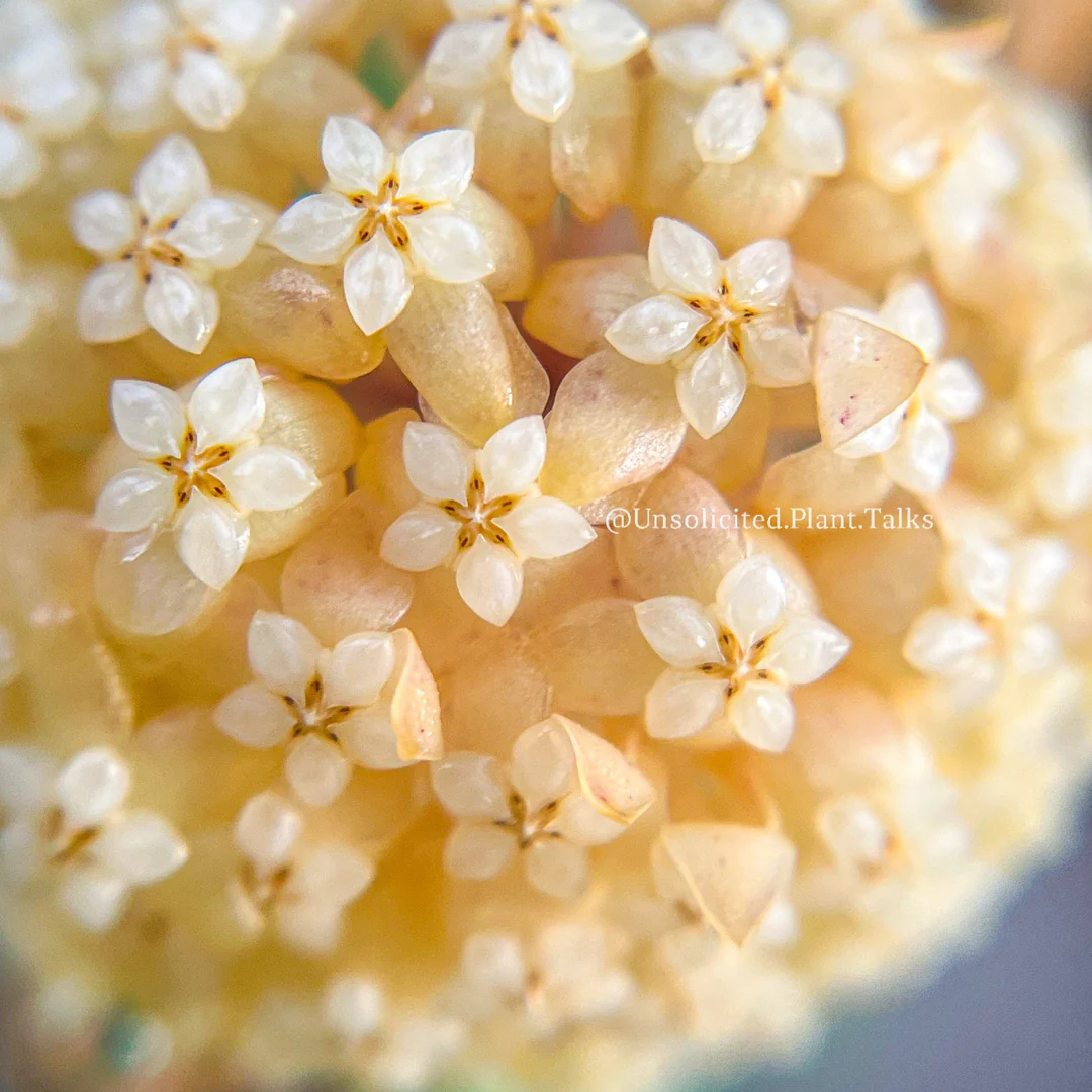 Hoya irina (large) - Image 2