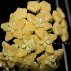 Hoya Ischnopus ( rooted cutting )