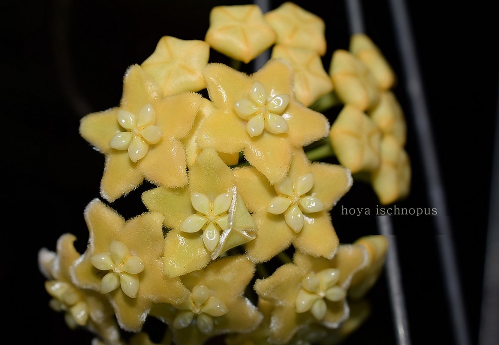 Hoya Ischnopus ( rooted cutting )