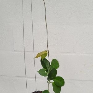 Hoya ischnopus (large)