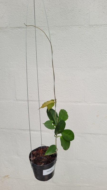 Hoya ischnopus (large)